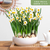 花翁漳州水仙花种球盆栽水养花卉绿植室内冬季水培植物带花苞源头直发