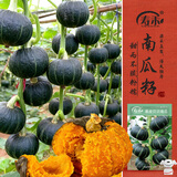 寿禾贝贝南瓜种子苗板栗瓜中果型菜瓜种籽 潍丰黑皮贝贝南瓜种子20粒