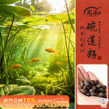 寿禾 碗莲种子苗荷花水培无土栽培花种籽 潍育寿艺开口碗莲种子30粒*2