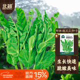 北蔬 豌豆尖种子苗芽苗菜冬春四季吃苗蔬菜籽 北蔬鲜嫩豌豆尖种子200g