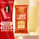 十月稻田 白甜糯玉米 1根 260g 东北鲜黏玉米棒 低脂早餐苞米