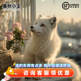 暮秋小主网红家养狐狸活体幼崽雪狐白狐白化熊猫狐冰岛狐宠物狐狸活物幼宠 雪色白狐
