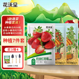 花沃里3款蔬菜种子套装3 水果黄瓜矮小番茄盆栽草莓种子园艺种植7件套