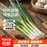 山东铁杆大葱安丘甜葱特级白毛葱非章丘蘸酱嫩葱包邮现拔 正宗山东大葱带皮去叶 净重1.8斤【带箱2斤】