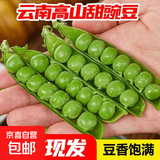 京喜加云南带壳甜豆农家自种现摘现发 带壳甜豆2斤