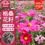 寿禾 格桑花种子种苗波斯菊花种籽 潍丰矮韵格桑花种子(矮秆型)1500粒
