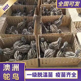 鸵鸟幼苗一对公母活苗澳洲小驼鸟幼崽活体成年澳洲鸵顺丰包邮到家 澳洲鸵鸟苗1只