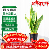 萌肉居金边虎皮兰盆栽虎尾兰耐旱桌面绿植花卉金边虎皮兰原盆源头直发