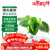 萌肉居龟背竹大叶盆栽植物四季常青桌面花卉绿植龟背竹早安盆源头直发