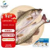 仙泉湖冷冻白蕉海鲈鱼2斤 肉厚刺少生鲜水产食材1斤*2条 生鲜年货食材