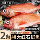百库红石斑鱼特大海捕鲜活冷冻大眼鱼整条富贵鱼深海鱼类海鲜水产 700g-800g*2条（净重）