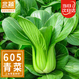 北蔬 小青菜种子苗上海青梗菜油菜种籽 速生605上海青种子50g约2万粒