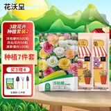 花沃里3款花种子套装2洋桔梗花重瓣凤仙花波斯菊种子庭院花卉种植7件套