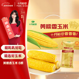 十月稻田 黄糯香玉米 8根 3.52斤  早餐粗粮 新年礼盒 低脂杂粮 东北