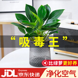 花翁金钻盆栽绿植物大盆绿萝除室内甲醛花卉水培办公净化空气源头直发