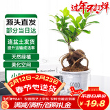 萌肉居榕树人参榕小叶榕造型盆景花卉绿植盆栽小榕树苗+早安盆源头直发