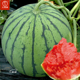 大禹懒汉西瓜种子苗特大适合南方早熟懒人8424麒麟瓜美都无籽水果蔬菜 美都西瓜种子25粒