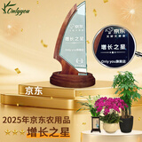 Only you【2小时达】发财树大型盆栽绿植花卉室内客厅办公室开业乔迁生日 虎尾兰