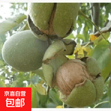 纸皮核桃树苗果苗新疆185南北方庭院地栽盆栽嫁接薄皮特大核桃苗 纸皮核桃 5年苗【正宗品种 结果多多】