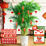 植男植女客厅绿色植物散尾葵大型绿植凤尾竹室内盆栽轻奢夏威夷竹源头直发