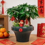 【年宵花】发财树微景观盆栽新年送人