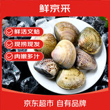 鲜京采 鲜活大文蛤 净重3斤 每斤约20只 蛤蜊生鲜海鲜 连云港源头直发