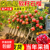 石榴树树苗突尼斯软籽石榴苗盆栽庭院果树特大带土无籽甜石榴树苗 店长推荐：突尼斯软籽石榴5年苗带土带分枝（当年结果 81cm(含)-110cm(含)
