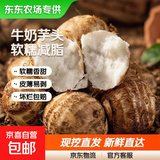 【东东农场专供】新鲜牛奶芋头现挖毛芋头香嫩爽滑奶油芋头小香芋 奶白芋头 9斤 带箱 中大果