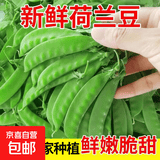 云南荷兰豆新鲜的现摘蔬菜批发当季脆嫩豌豆荚青豆角甜豆农家自种 新鲜现摘荷兰豆-带箱2斤（净重1.8斤）