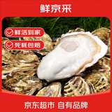 鲜京采 鲜活生蚝5XL 净重5斤 9-12只 鲜活到家 海鲜 源头直发 年货送礼