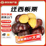 迁西鲜板栗2025年新生板栗大颗粒特选栗子新鲜例子甜栗子河北唐山特产 迁西鲜栗 净重 5斤 大果1元硬币大小