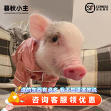 暮秋小主【猪猪侠同款】宠物小香猪活体幼崽家养纯种迷你猪活物可爱萌宠 暹罗粉红猪（公）