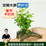 云峰海瑞 水草活体鱼缸造景套餐用品水族箱装饰鱼缸种子沉木活水草 小圆叶沉木单头