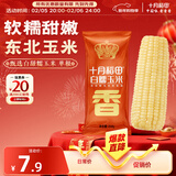 十月稻田 白甜糯玉米 1根 260g 东北鲜黏玉米棒 低脂早餐苞米