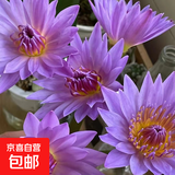 新鲜睡莲鲜花广州直发30CM带花苞家庭室七夕情人节礼物生日礼物 紫色睡莲35CM5枝