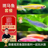 云峰海瑞热带鱼 观赏鱼 观赏鱼小型 斑马鱼 活体 热带鱼活体 小型鱼 活鱼 红斑马、蓝、黄斑马（共15条）