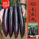 寿禾 长茄子种子苗紫皮春季菜园种植菜种籽 潍丰黑豹2号长茄种子120粒