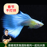 云峰海瑞观赏鱼纯种孔雀鱼活体小型热带鱼凤尾鱼斗鱼宠物鱼缸造景宠物活体 天空蓝（兰）孔雀鱼（一公一母）