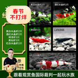 云峰海瑞黑壳虾清洁虾观赏虾活体淡水 鱼缸水族箱水草缸清洁除藻淡水宠物 水晶虾经典高端套餐（共12只）