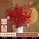 京东鲜花S级【北美冬青】5枝新春年宵花红发财果招财鲜枝山东基地源头直发