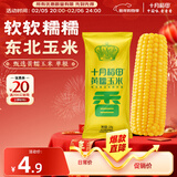 十月稻田 黄糯玉米 1根 220g 东北粘玉米棒 低脂早餐 杂粮粗粮