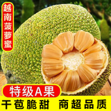 文勤越南进口红肉菠萝蜜 菠萝蜜整个 干苞脆甜菠萝蜜 生鲜水果 12-14斤【A果-人工挑选】