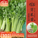 寿禾 蔬菜苗活苗带土发货大全菜苗种苗冬春各种秧苗山东寿光苗子阳台 小香芹菜苗10棵