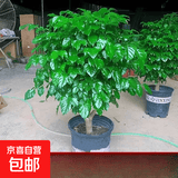 幸福树客厅盆栽大颗办公室内净化空气平安树四季常青发财树绿植物 主图款精品矮桩幸福树40-50cm 含盆
