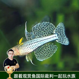 云峰海瑞 小型热带鱼观赏鱼活体红绿灯鱼淡水水族鱼宠物虎(四间鱼)皮鱼 珍珠美人（珍珠燕子）2条