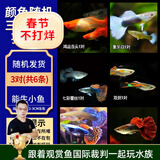 云峰海瑞 小型热带鱼观赏鱼活体红绿灯鱼淡水水族鱼宠物虎(四间鱼)皮鱼 颜色品种随机三对练手孔雀鱼