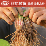 寿禾 各种蔬菜苗活苗带土发货大全菜苗大型苗场夏秋秧苗山东寿光种苗 [目前紫色不明显]紫根韭菜根苗80-100棵带肥