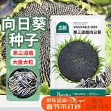 北蔬 向日葵种子苗食用大盘葵花籽四季种 黑三道眉向日葵种子约100粒