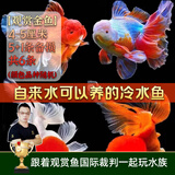 云峰海瑞观赏金鱼 冷水鱼 观赏鱼耐活鱼 活体鱼 淡水鱼小金鱼活鱼锦鲤活鱼 【观赏金鱼】4-5厘米5+1条备损 共6条（随机）
