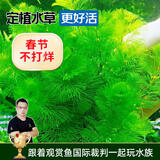 云峰海瑞水草活体懒人草鱼缸造景活体水草套餐鱼缸水草有茎类中后景真水草 【实惠】-绿菊（5只一组）